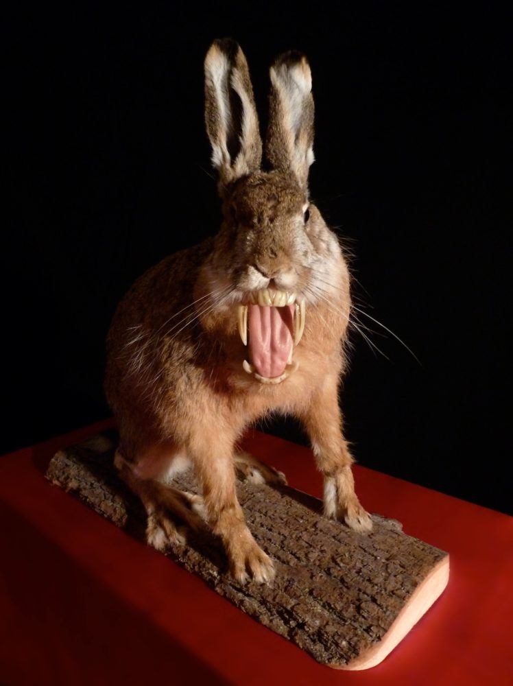 Raboon (Lepus anubis) | Taxidermy Artist | Janec van Veen | Playful and Horrific, Wondrous and Terrifying